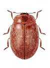 Nothocolus pilulus