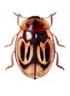 Nothocolus porteri