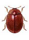 Nothocolus sicardi