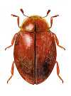Orynipus ashworthi