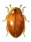 Orynipus chilensis