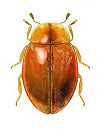 Orynipus darwini