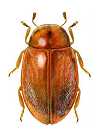 Orynipus ultimensis