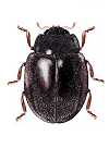 Planorbata depressa