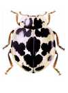 Psyllobora picta