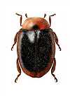 Rhizoryssomus ruficollis