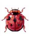 Rodolia cardinalis