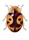 Subfamilia Scymninae