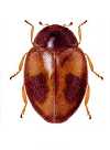 Scymnobius triangularis
