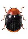 Scymnus bicolor
