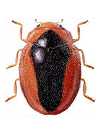 Scymnus loewii