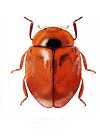 Scymnus rubicundus