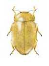 Stenadalia laskarensis
