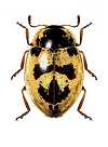 Stenadalia nigrodorsata
