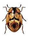 Stenadalia peregrina