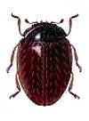 Stictospilus darwini