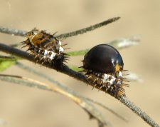 Curinus coeruleus