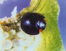Curinus coeruleus