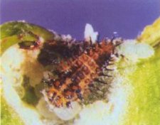Curinus coeruleus - larva