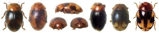 Lineas postcoxales de Mimoscymnus decorus