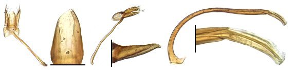 Lineas postcoxales de Mimoscymnus decorus