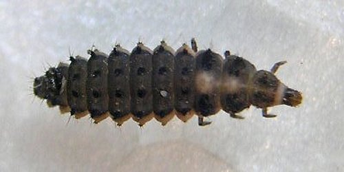 Protorax de Cranoryssus fairmairei