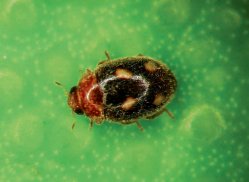 Pilosidad de Mimoscymnus macula nitidus