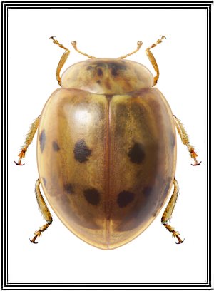 Cheilomenes sexmaculata