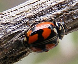 Adalia angulifera en la naturaleza