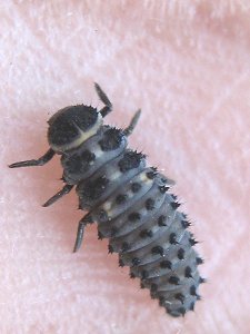 Pareja de Hippodamia variegata 