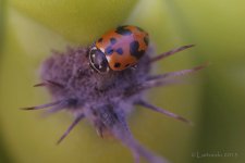 Pareja de Hippodamia variegata 