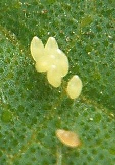 Larva de Psyllobora picta