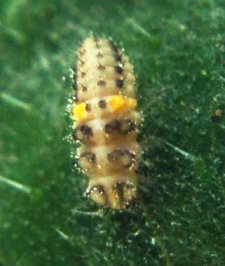 Larva de Psyllobora picta