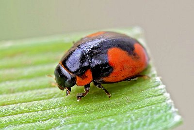 Hyperaspis sphaeridioides en la naturaleza