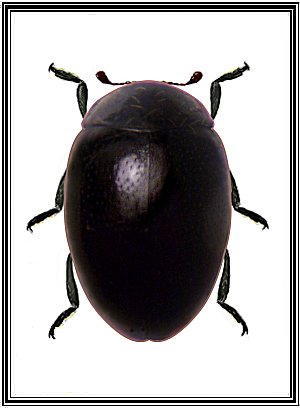 Parasidis porteri