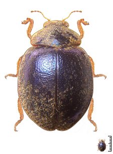 Monophilla pallipes