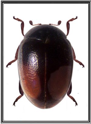 Parasidis porteri