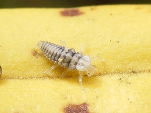Larva de Psyllobora picta
