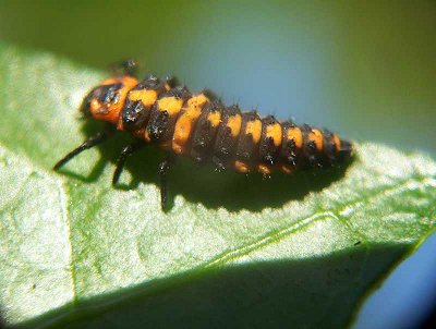 Larva Eriopis connexa