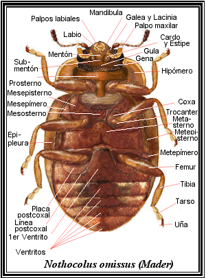 Ventral