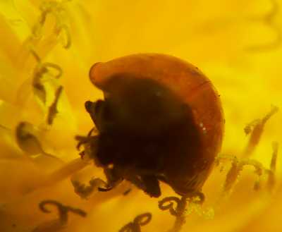 Cycloneda sp. en flor