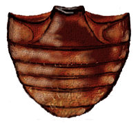 Abdomen de Parasidis porteri