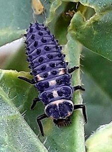 Pareja de Hippodamia variegata 